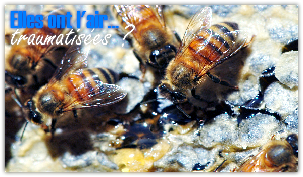 abeilles-miel-apiculture-pollen-vegetalien