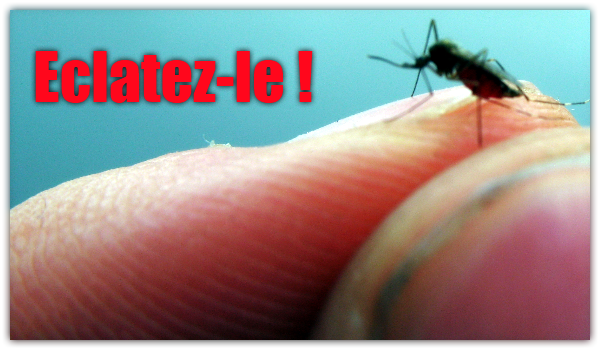 dengue-moustique-vaccin-sanofi-pasteur