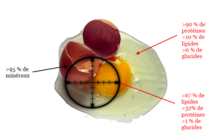 les oeufs sont d'excellentes sources de protéines pour n'importe quelles personnes qui ne présentent pas de diabète