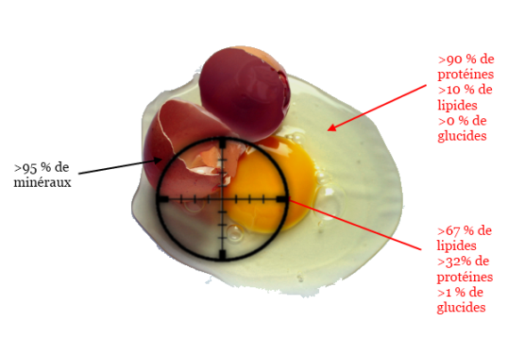 Oeuf Blanc Jaune Cholesterol Sante Dur à Avaler