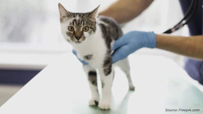 Pâte vitaminée pour chaton : avis, test, prix - Conso Animo