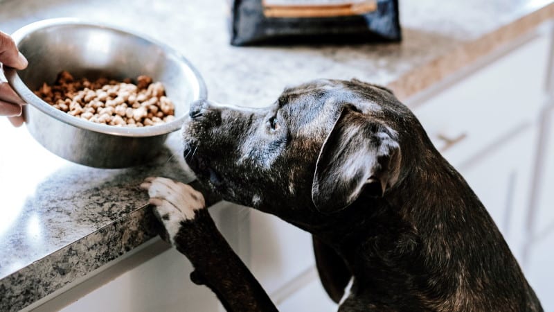 Amikinos Essential chien 12 kg, croquette sans céréales