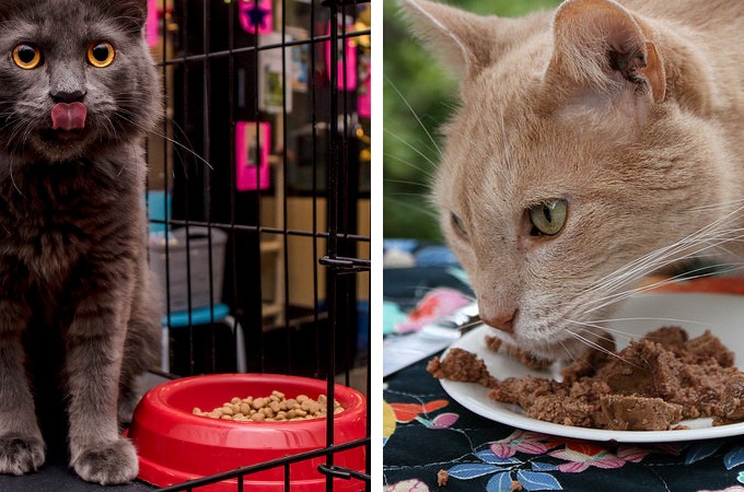 Croquette ou Pâtée pour Chat ? Les Deux ! Les Avantages